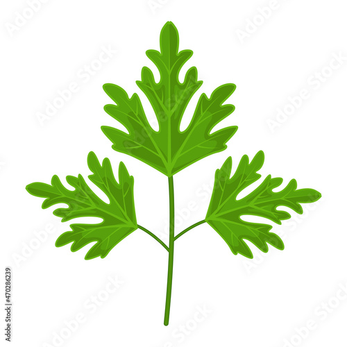 parsley