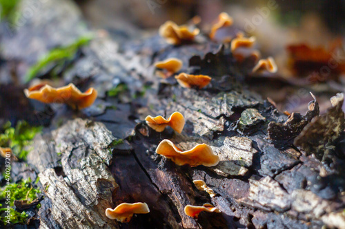Billede på lærred Close up of Stereum ostrea grow up on a wood decay,also called false turkey-tail and golden curtain crust, is a basidiomycete fungus in the genus Stereum,It is tough and inedible