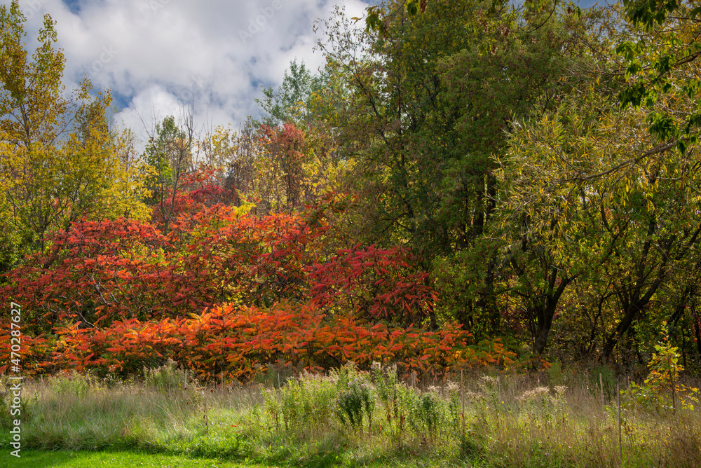 Fototapeta premium Fall scene near the Turtle River in Quebec