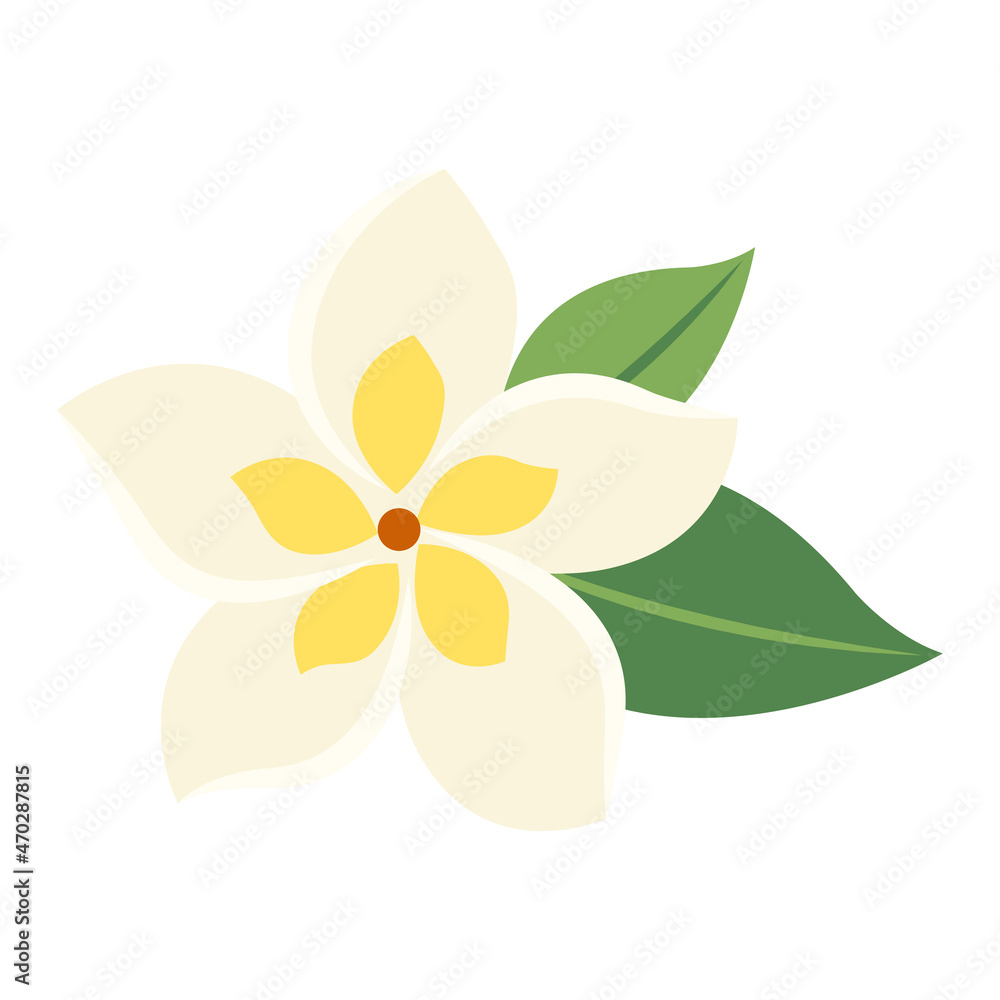 botanic flower frangipani botanic flower frangipani