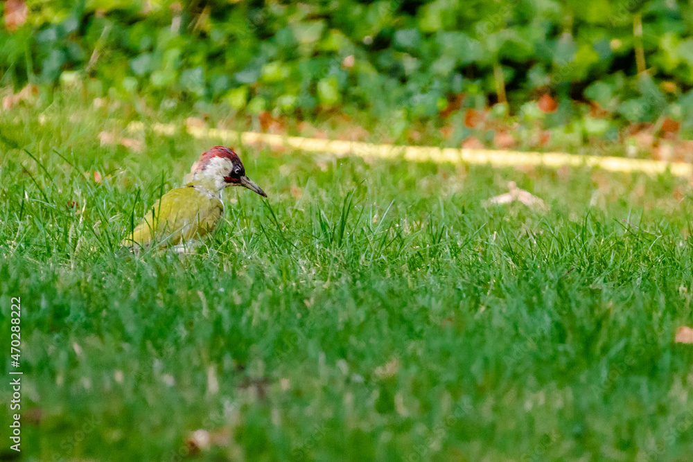green woodpecker green woodpecker