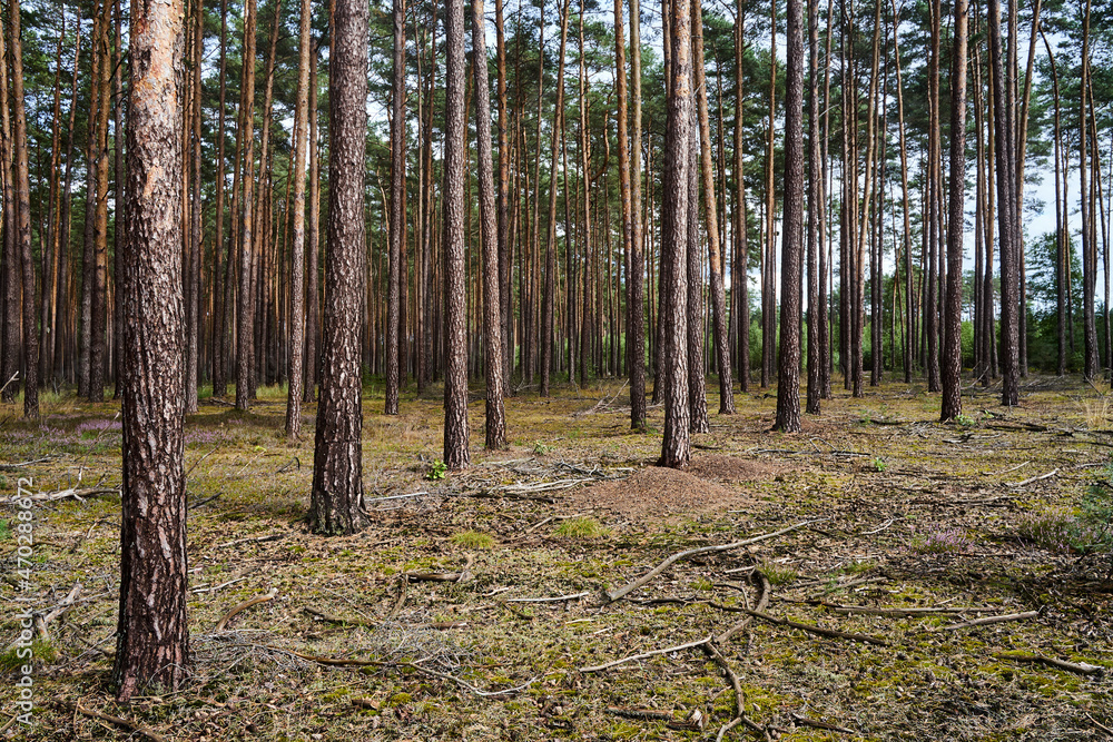 Obraz premium Conifer trunks in a forest during summer