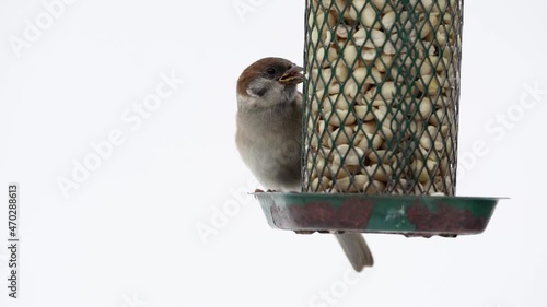 Slow motion video of a juvenile tree sparrow getting peanuts from an old green and rusty bird feeder on white background