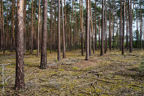 Fototapeta Naklejka Na Ścianę i Meble -  Conifer trunks in a forest during summer