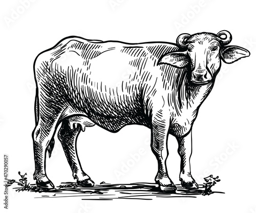 Drawing of a black buffalo. Breeding cattle. Vector illustration isolated on white background