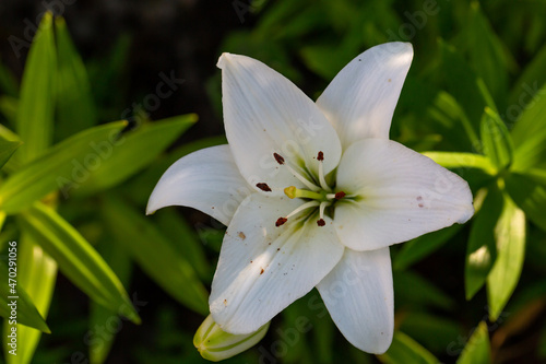 Tela Blooming white lily in a summer sunset light macro photography