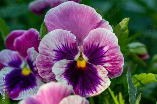 Pink and purple viola flower on a sunny summer day macro photography. Blooming garden pansy flower with bright bicolor petals close-up photo in summer.