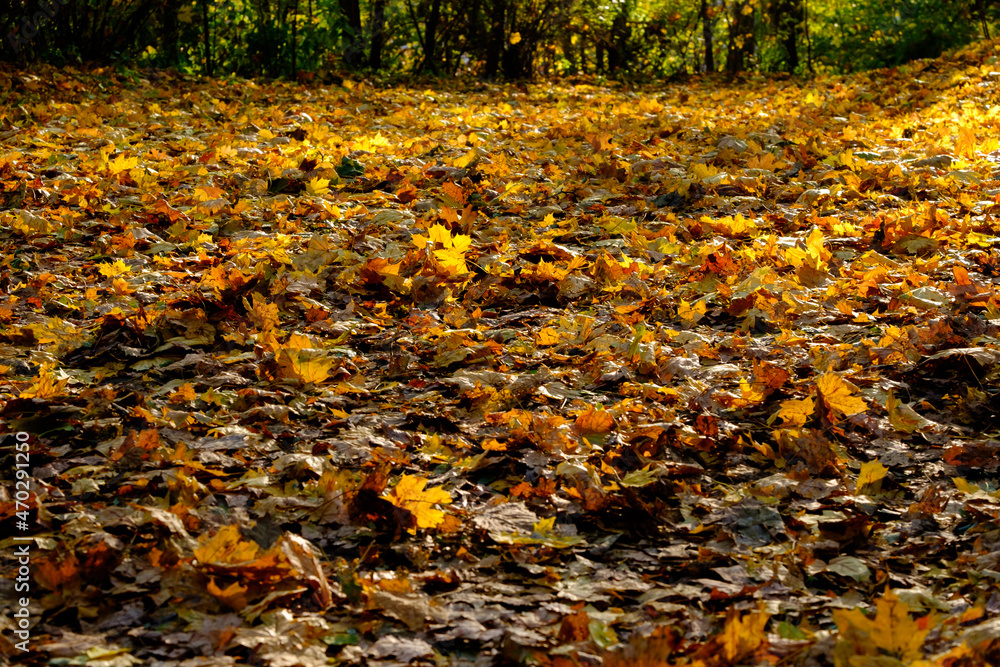Yellow autumn leaves on the ground in the park. Yellow autumn leaves on the ground in the park.