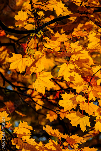 Autumn leaves closeup, can be used as a background.