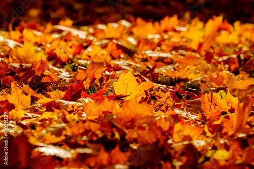 Autumn leaves closeup, can be used as a background.