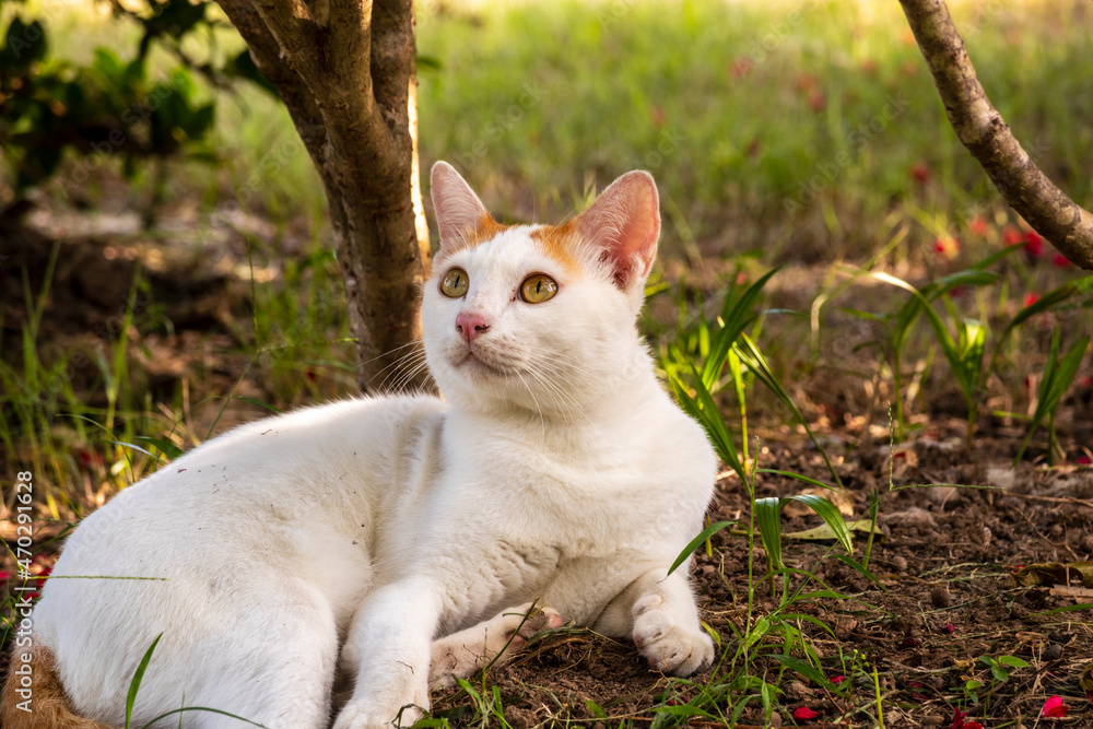 A Siamese white cat with orange points on its head, ears and tail is laying, playing on the ground in the yard and staring something above. It has golden eyes and a short, smooth and close-lying coat. A Siamese white cat with orange points on its head, ears and tail is laying, playing on the ground in the yard and staring something above. It has golden eyes and a short, smooth and close-lying coat.