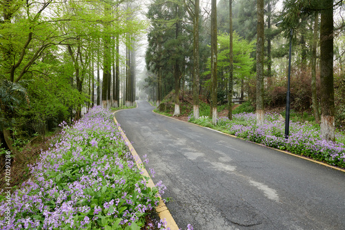 A path in the fog in spring forests in Mogan mountains photo