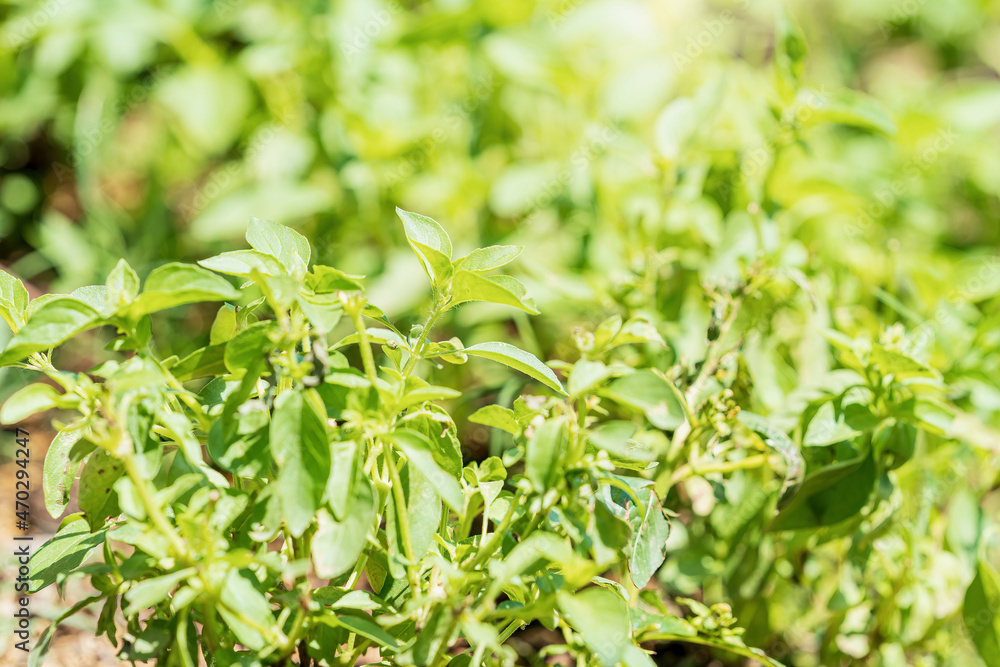 green leaf background. Basil leaves in the vegetable plot. green leaf background. Basil leaves in the vegetable plot.