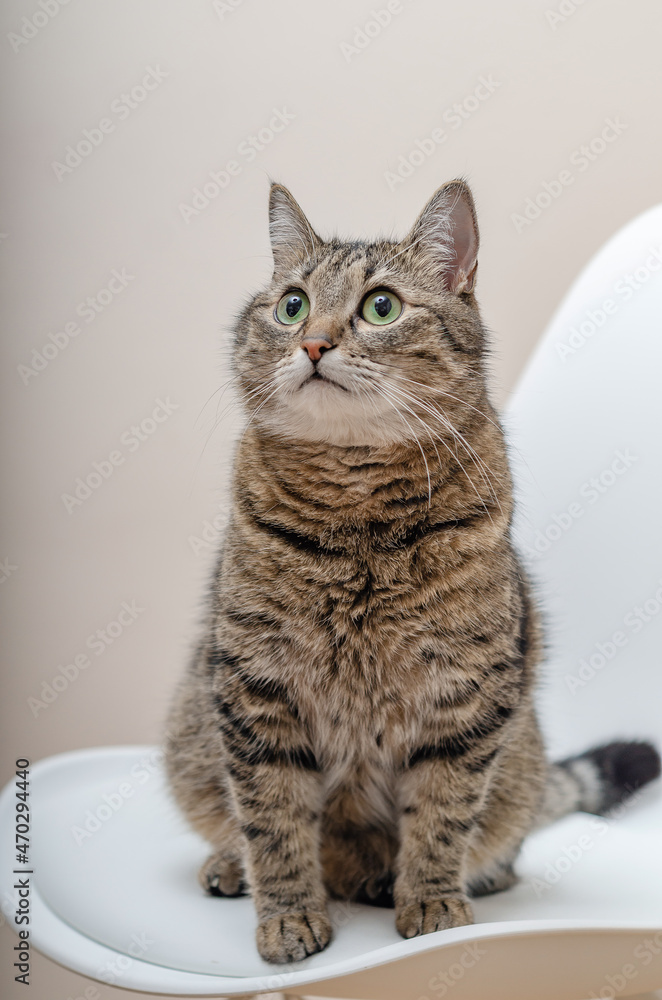 Portrait of a big tabby cat. Sitting . Looking away. Close-up.