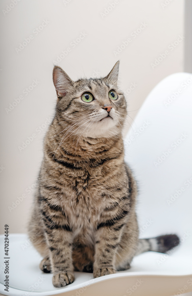 Fototapeta premium Portrait of a big tabby cat. Sitting . Looking away. Close-up.