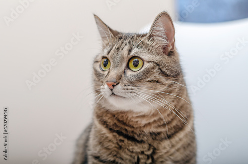 Portrait of a big tabby cat. Sitting on the floor. Looking away. Close-up. © romankrykh
