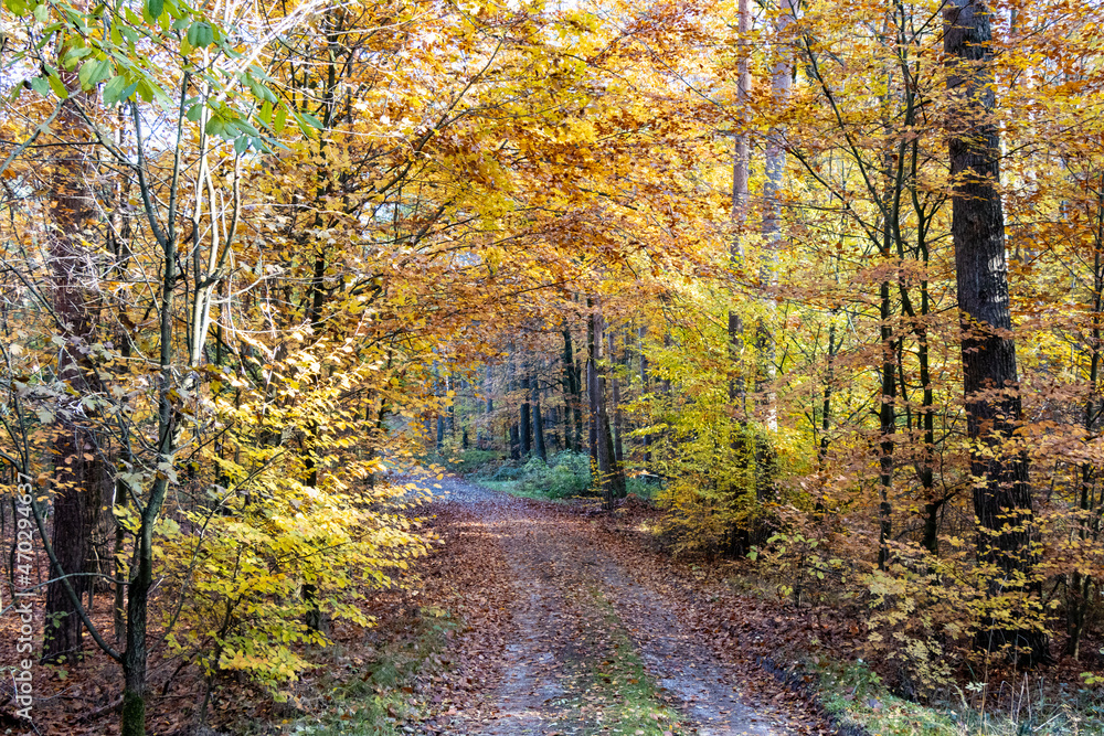 Fototapeta premium Im Wald, der Natur, zur Freude am Farben, Pflanzen, Bäumen und Jahreszeiten. In the forest, in nature, to enjoy colors, plants, trees and the seasons