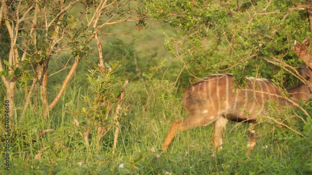 Group of female nyala running scared into the undergrowth. Group of female nyala running scared into the undergrowth.