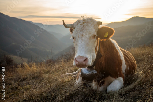 Close-up of a domestic cow with one horn missing  lying on a mountain pasture with sun setting in the background