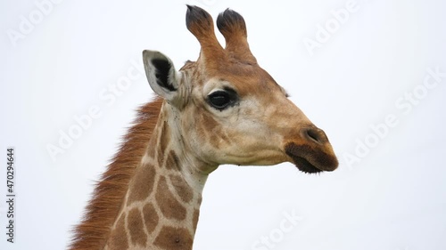 Closeup portrait of a giraffe against a clear sky background.