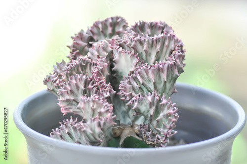 Cristata, Euphorbia lactea or Euphorbia lactea Haw