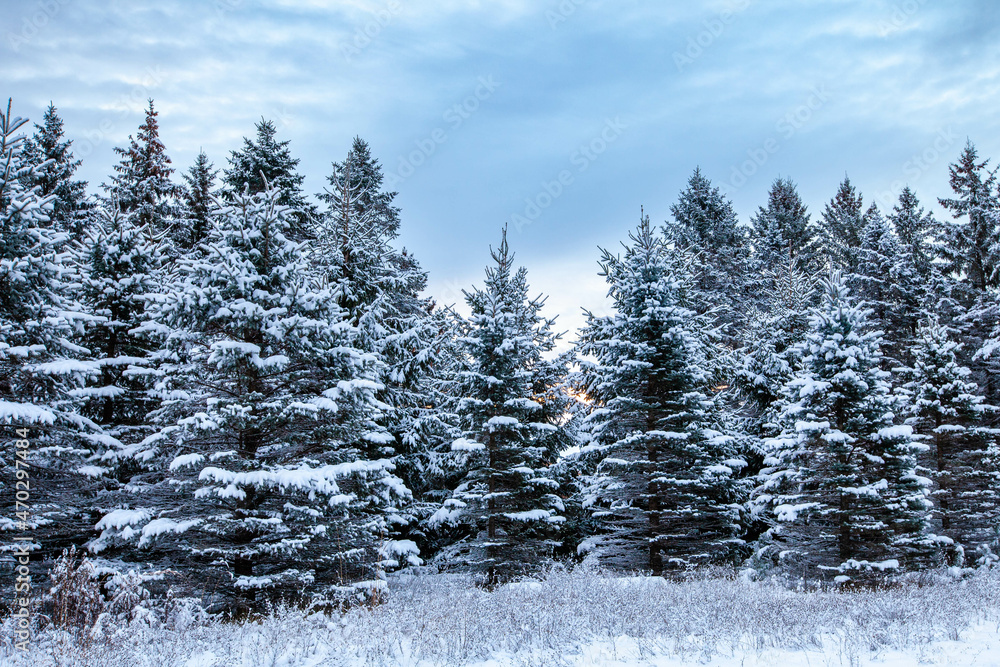 Pine trees covered with snow in Wausau, Wisconsin