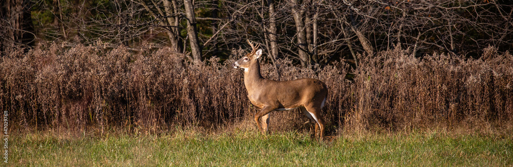 White-tailed deer buck  (odocoileus virginianus) standing alert in a Wausau, Wisconsin hayfield in November