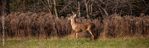 White-tailed deer buck (odocoileus virginianus) standing alert in a Wausau, Wisconsin hayfield in November