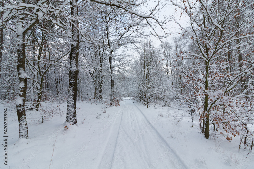 Obraz premium Im Wald, der Natur, zur Freude am Farben, Pflanzen, Bäumen und Jahreszeiten. In the forest, in nature, to enjoy colors, plants, trees and the seasons