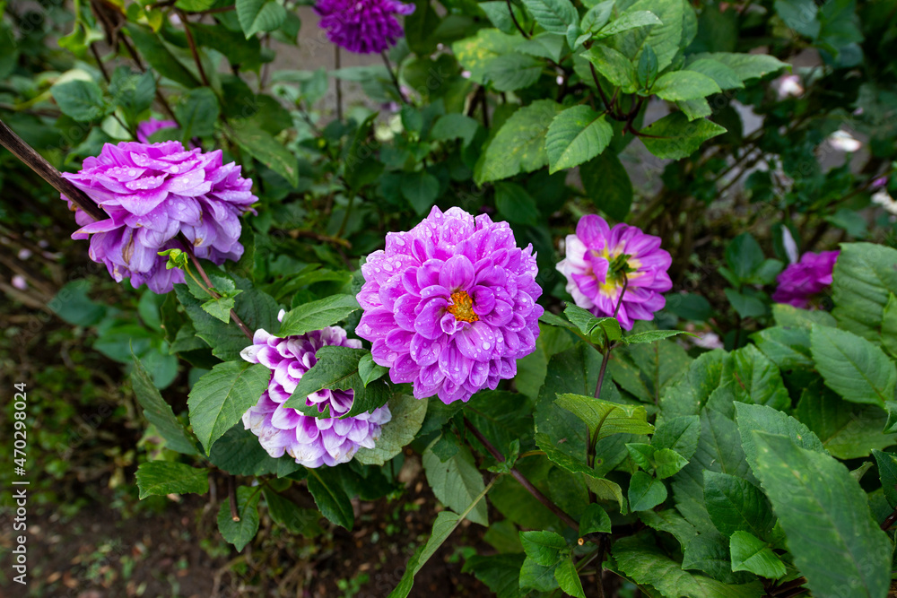 Dahlia Dahlia
