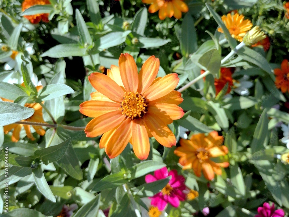Red flower blooming in the city park Red flower blooming in the city park