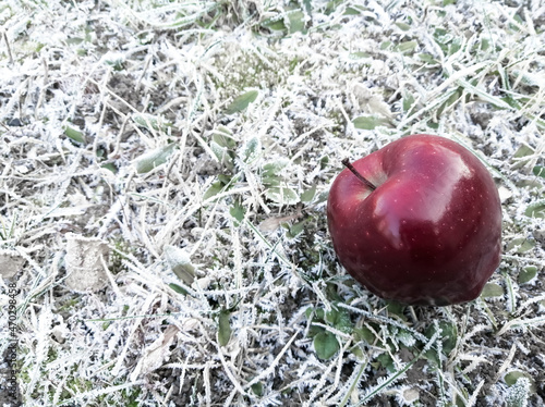 Red Chief apple on grass covered with hoarfrost. Winter still life on the street. photo