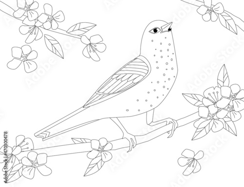 lovely bird standing on branch of cherry flowering tree for your
