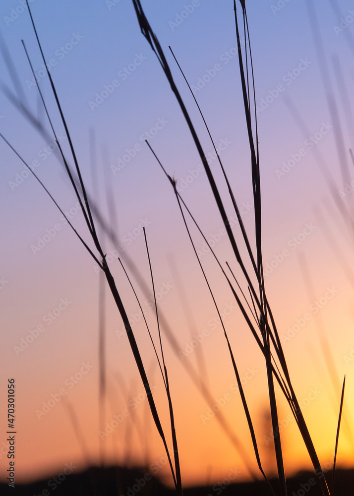 color photograph of silhouette of plants in the foreground and sunset in the background color photograph of silhouette of plants in the foreground and sunset in the background