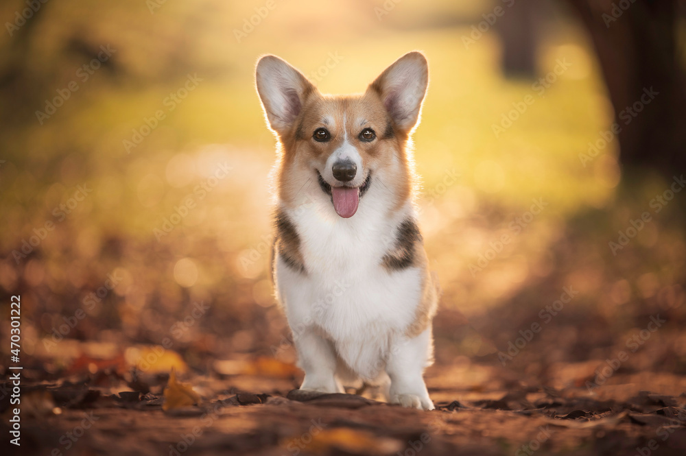 Corgi dog portrait Corgi dog portrait