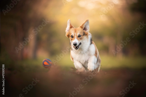 Cute corgi dog playing running with ball