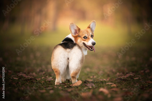 Corgi dog portrait