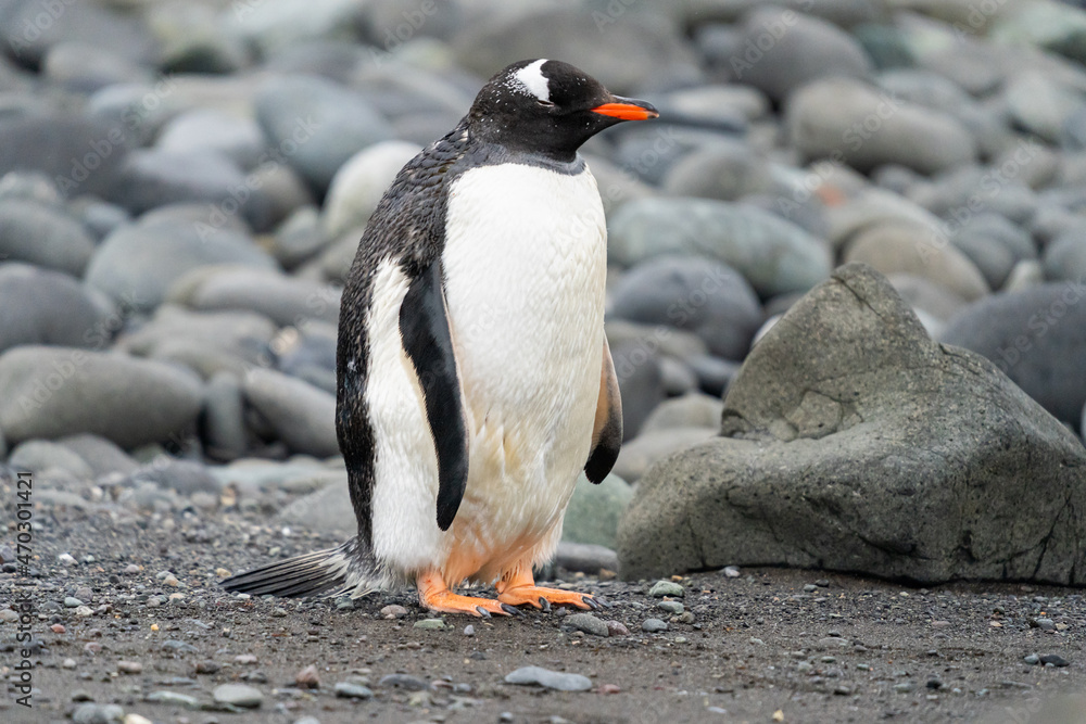 Naklejka premium Gentoo Penguin in Antarctica