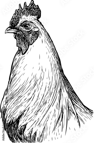 Outline drawing of portrait proud farm rooster