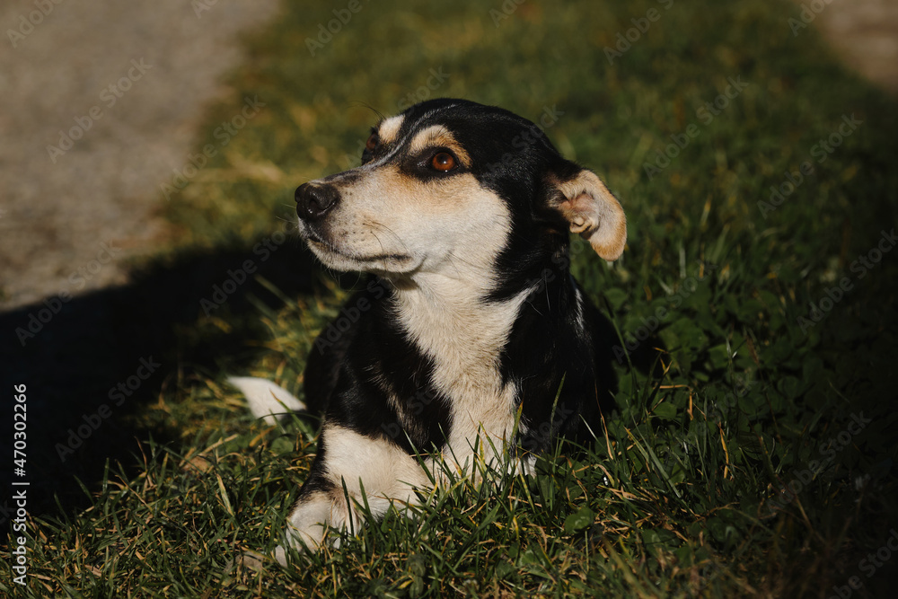 Small cute mongrel dog of black and red with tan color. Mixed breed dog lies in green grass and looks away. Dog emotions and body language. Basking in rays of warm summer sun. Small cute mongrel dog of black and red with tan color. Mixed breed dog lies in green grass and looks away. Dog emotions and body language. Basking in rays of warm summer sun.