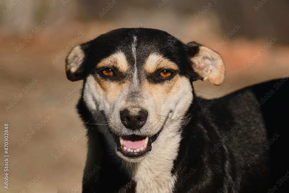Small cute mongrel dog of black and red with tan color. Mixed breed dog looks ahead with brown eyes and smiles with tongue sticking out. Dog's happiness emotions and body language. Small cute mongrel dog of black and red with tan color. Mixed breed dog looks ahead with brown eyes and smiles with tongue sticking out. Dog's happiness emotions and body language.