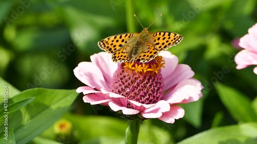 The Queen of Spain fritillary (Issoria lathonia) is a butterfly of the family Nymphalidae, video footage photo