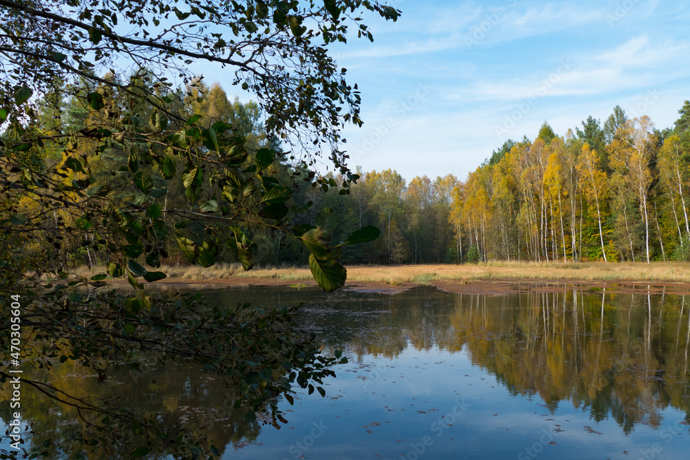 Fototapeta premium Im Wald, der Natur, zur Freude am Farben, Pflanzen, Bäumen und Jahreszeiten. In the forest, in nature, to enjoy colors, plants, trees and the seasons
