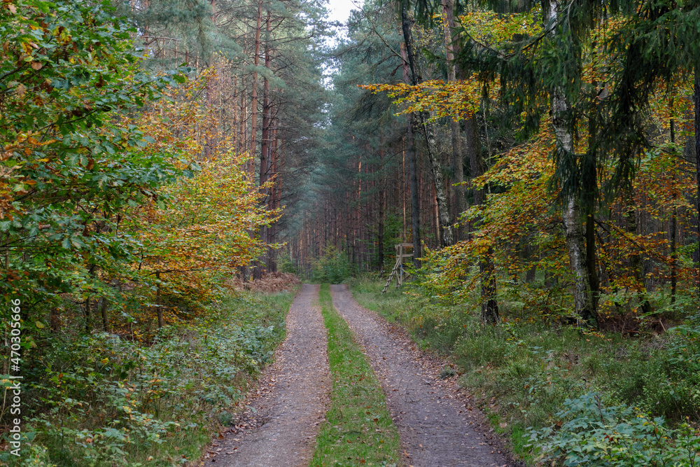 Im Wald, der Natur, zur Freude am Farben, Pflanzen, Bäumen und Jahreszeiten.
In the forest, in nature, to enjoy colors, plants, trees and the seasons