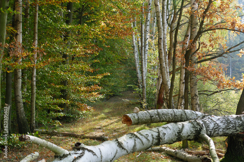 Im Wald, der Natur, zur Freude am Farben, Pflanzen, Bäumen und Jahreszeiten.
In the forest, in nature, to enjoy colors, plants, trees and the seasons