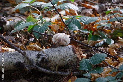 Im Wald, der Natur, zur Freude am Farben, Pflanzen, Bäumen und Jahreszeiten.
In the forest, in nature, to enjoy colors, plants, trees and the seasons