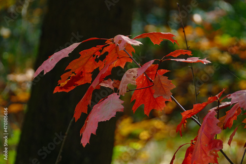Im Wald, der Natur, zur Freude am Farben, Pflanzen, Bäumen und Jahreszeiten.
In the forest, in nature, to enjoy colors, plants, trees and the seasons