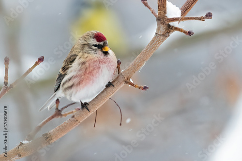 Bild auf Leinwand Common Redpoll