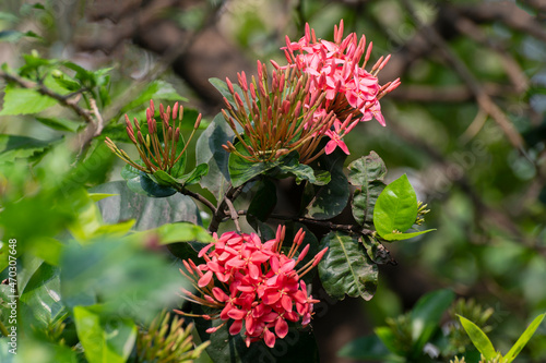 Ixora coccinea, jungle geranium, flame of the woods or jungle flame flowers, a flowering plant growing in garden. Howrah, West Bengal, India. photo