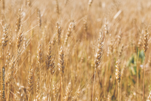 Large field and harvest of golden wheat